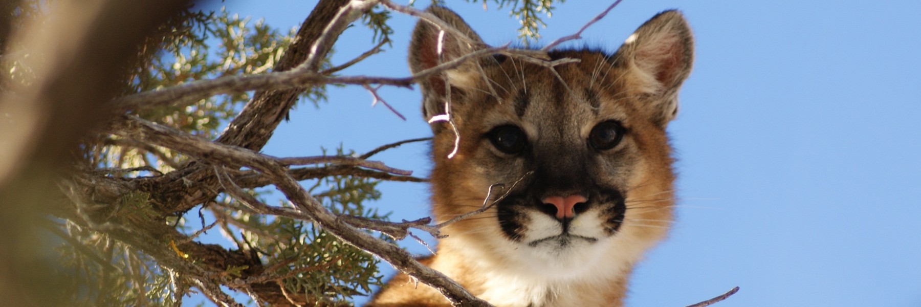 Young mountain lion perched in a tree.